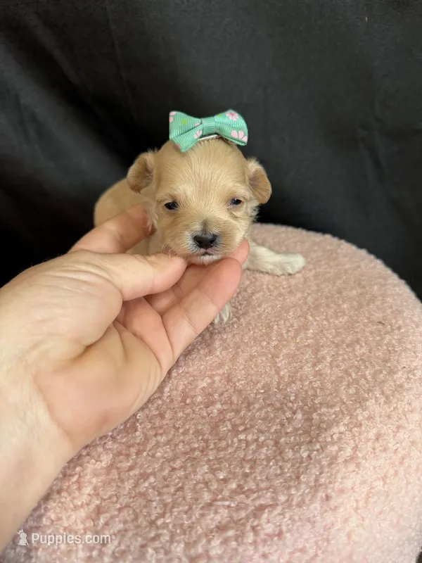 Maltipoo! Girl! Turquoise Bow! 💚 – Maltipoo puppy for sale in Campbell, TX