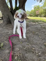Akc Clear 🧬 Tested Chocolate Phantom Parti, a female Poodle - Miniature  for sale in Campbell, TX – 9 of 10