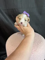 Maltipoo! Purple Bow 💜, a female Maltipoo for sale in Campbell, TX – 3 of 10