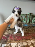 Akc Clear 🧬 Tested Blue Merle Phantom Parti Partial Blue eye, a female Poodle - Miniature  for sale in Campbell, TX – 5 of 10
