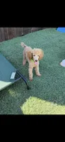Akc Clear 🧬 Tested Red Phantom bb 💙- Small Moyen, a male Poodle - Standard  for sale in Campbell, TX – 6 of 10