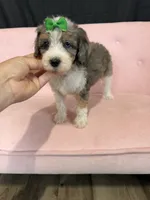 Akc Clear 🧬 Tested Blue Merle Phantom Parti 🩷, a female Poodle - Miniature  for sale in Campbell, TX – 9 of 10