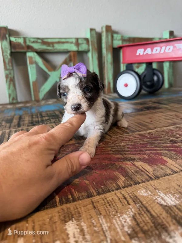 Akc Clear 🧬 tested Blue Merle Phantom Parti Girl Purple Bow – Poodle - Miniature  puppy for sale in Campbell, TX