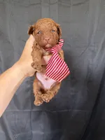 Akc 🧬 Clear Red bb Boy 💙, a male Poodle - Toy  for sale in Campbell, TX – 2 of 10
