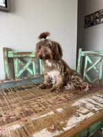 KB Chocolate Yorkie Girl Cocobean, a female Yorkshire Terrier for sale in Campbell, TX – 9 of 10
