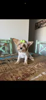 Merle with 2 Blue eyes Pickle, a female Yorkshire Terrier for sale in Campbell, TX – 3 of 10