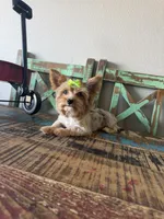 Merle Girl Pickle, a female Yorkshire Terrier for sale in Campbell, TX – 4 of 10