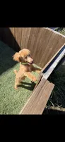 Akc Clear 🧬 Tested Red Phantom bb 💙- Small Moyen, a male Poodle - Standard  for sale in Campbell, TX – 7 of 10