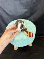 Akc Clear 🧬 tested Blue Merle Parti Gold Tie, a male Poodle - Miniature  for sale in Campbell, TX – 9 of 10
