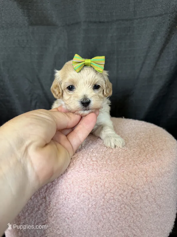 Barbies only Maltipoo Girl! Green Bow 💚 – Maltipoo puppy for sale in Campbell, TX