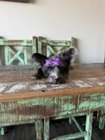 Blue Merle Yorkie Jolie 🩷, a female Yorkshire Terrier for sale in Campbell, TX – 2 of 10
