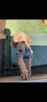 Akc Clear 🧬 Bred Red Proven Milo, a male Poodle - Toy  for sale in Campbell, TX – Photo 5 of 10