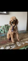 Akc Clear 🧬 Bred Red Proven Milo, a male Poodle - Toy  for sale in Campbell, TX – Photo 7 of 10