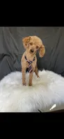Akc Clear 🧬 Bred Red Proven Milo, a male Poodle - Toy  for sale in Campbell, TX – Photo 6 of 10