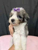 Akc Clear 🧬 Tested Blue Merle Phantom Parti, a female Poodle - Miniature  for sale in Campbell, TX – 6 of 10