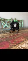 Akc Clear 🧬 Black Phantom Small Mini 🩷, a female Poodle - Miniature  for sale in Campbell, TX – 6 of 9