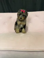 Akc Clear 🧬 Tested Blue Merle Phantom 🩷, a female Poodle - Miniature  for sale in Campbell, TX – 7 of 10