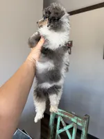 Akc Clear 🧬 Tested Blue Merle Phantom Parti 🩷, a female Poodle - Miniature  for sale in Campbell, TX – 7 of 10