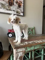 Akc 🧬 Tested Clear AtAt KyKy S/S bb girl , a female Poodle - Miniature  for sale in Campbell, TX – 5 of 10