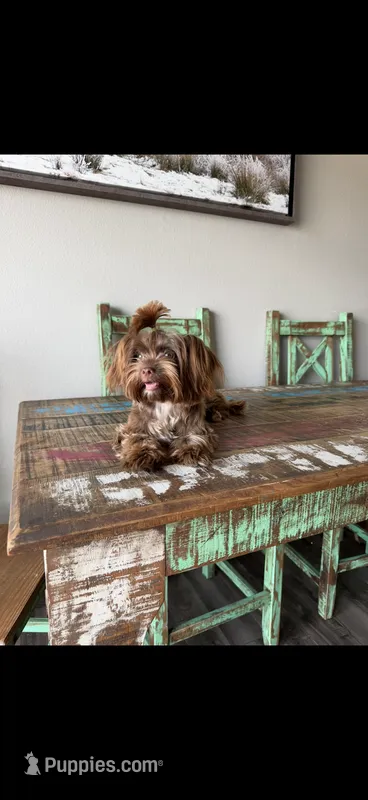 KB Chocolate Yorkie Cocobean 🩷 – Yorkshire Terrier puppy for sale in Campbell, TX