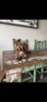 KB Chocolate Yorkie Cocobean 🩷, a female Yorkshire Terrier for sale in Campbell, TX – 1 of 2