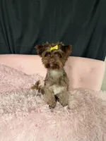 KB Chocolate Yorkie 🩷, a female Yorkshire Terrier for sale in Campbell, TX – 7 of 10