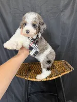 Akc Clear 🧬 Tested Blue Merle Phantom Parti 💙, a male Poodle - Miniature  for sale in Campbell, TX – 5 of 10
