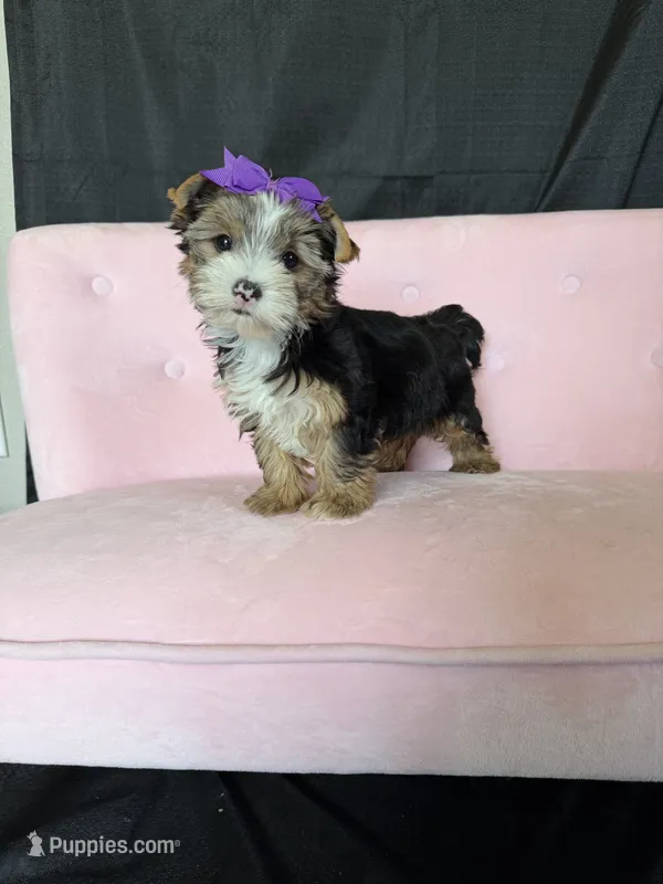Sweet Parti Girl – Yorkshire Terrier puppy for sale in Campbell, TX