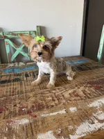 Merle Girl Pickle, a female Yorkshire Terrier for sale in Campbell, TX – 5 of 10