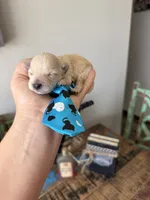 Cali’s Apricot Maltipoo Blue Tie, a male Maltipoo for sale in Campbell, TX – 6 of 10