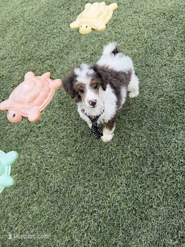 Akc Clear 🧬 Tested Blue Merle Phantom Parti Boy- Carries Brown – Poodle - Miniature  puppy for sale in Campbell, TX