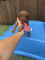 Akc 🧬 Clear Bred the Color Red Boy 💙, a male Poodle - Toy  for sale in Campbell, TX – 5 of 10