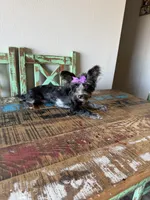 Blue Merle Yorkie Jolie 🩷, a female Yorkshire Terrier for sale in Campbell, TX – 9 of 10