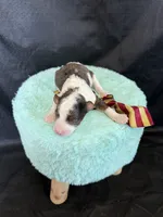 Akc Clear 🧬 tested Blue Merle Parti Gold Tie, a male Poodle - Miniature  for sale in Campbell, TX – 8 of 10