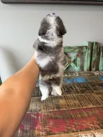 Akc Clear 🧬 Tested Blue Merle Phantom Parti Partial Blue eye, a female Poodle - Miniature  for sale in Campbell, TX – 9 of 10