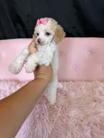 Akc Clear 🧬 Tested Chocolate Phantom Parti, a female Poodle - Miniature  for sale in Campbell, TX – 2 of 10