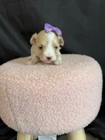 Maltipoo! Purple Bow 💜, a female Maltipoo for sale in Campbell, TX – 7 of 10