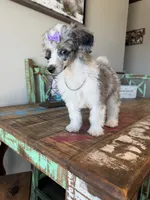 Akc Clear 🧬 Tested Blue Merle Phantom Parti 🩷, a female Poodle - Miniature  for sale in Campbell, TX – 3 of 10