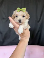 Barbies only Maltipoo Girl! Green Bow 💚, a female Maltipoo for sale in Campbell, TX – 5 of 9