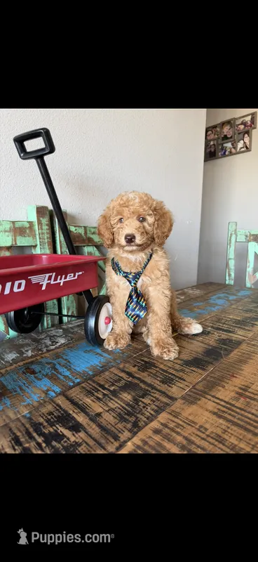 Meet Ollie! Akc Clear 🧬 At/At Ky/Ky b/b e/e N/S – Poodle - Miniature  puppy for sale in Campbell, TX