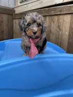 Akc Clear 🧬 Blue Merle Parti, a male Poodle - Miniature  for sale in Campbell, TX – Photo 3 of 10