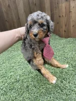 Akc Clear 🧬 Blue Merle Parti, a male Poodle - Miniature  for sale in Campbell, TX – Photo 7 of 10