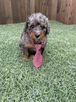 Akc Clear 🧬 Blue Merle Parti, a male Poodle - Miniature  for sale in Campbell, TX – Photo 8 of 10