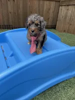 Akc Clear 🧬 Blue Merle Parti, a male Poodle - Miniature  for sale in Campbell, TX – Photo 5 of 10