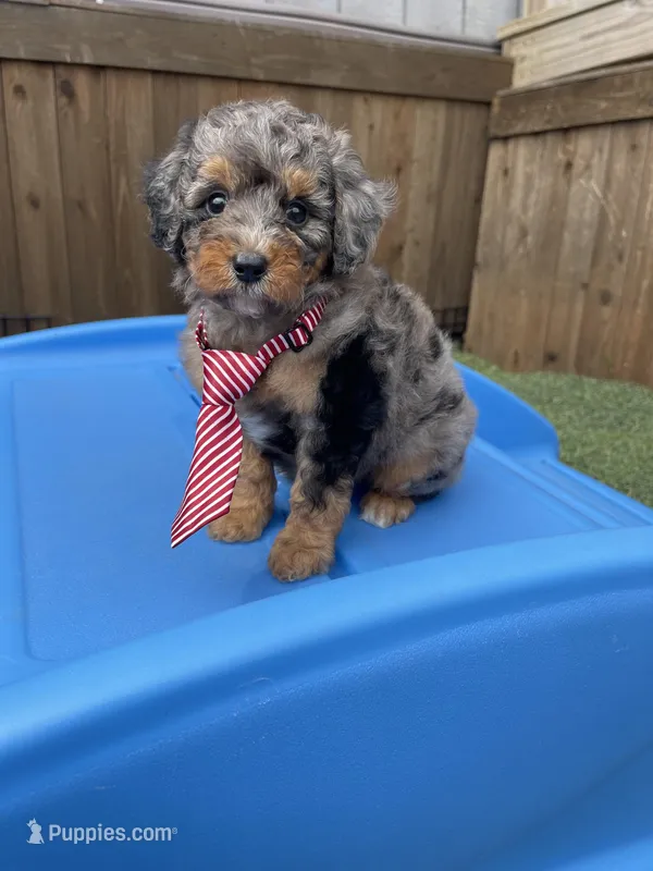 Akc Clear 🧬 Blue Merle Parti, a male Poodle - Miniature  for sale in Campbell, TX – Photo 1 of 10