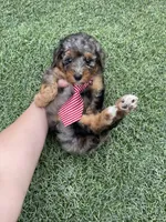 Akc Clear 🧬 Blue Merle Parti, a male Poodle - Miniature  for sale in Campbell, TX – Photo 10 of 10