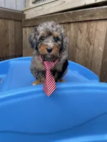 Akc Clear 🧬 Blue Merle Parti, a male Poodle - Miniature  for sale in Campbell, TX – Photo 2 of 10