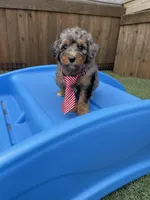 Akc Clear 🧬 Blue Merle Parti, a male Poodle - Miniature  for sale in Campbell, TX – Photo 4 of 10