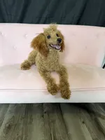 Akc Red Poodle Girl, a female Poodle - Miniature  for sale in Campbell, TX – 3 of 10