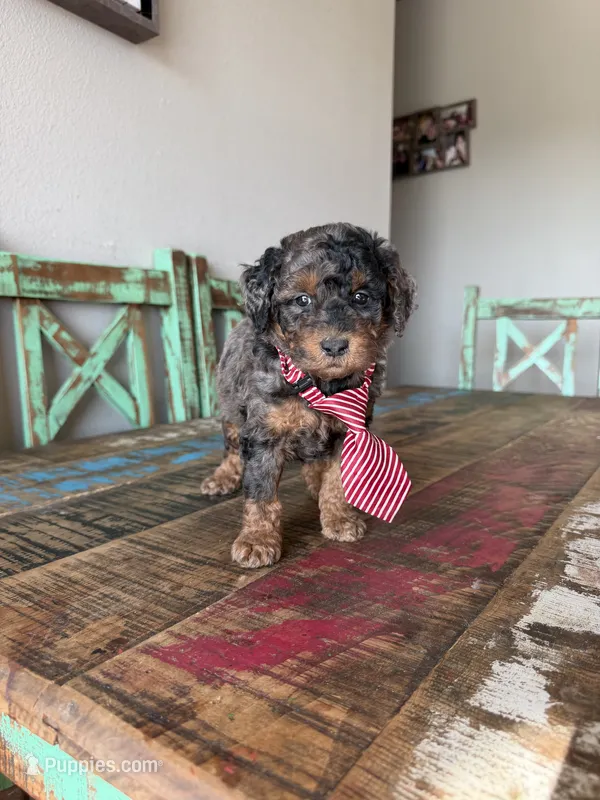 Akc Clear 🧬 Tested Blue Merle Phantom 💙 – Poodle - Miniature  puppy for sale in Campbell, TX